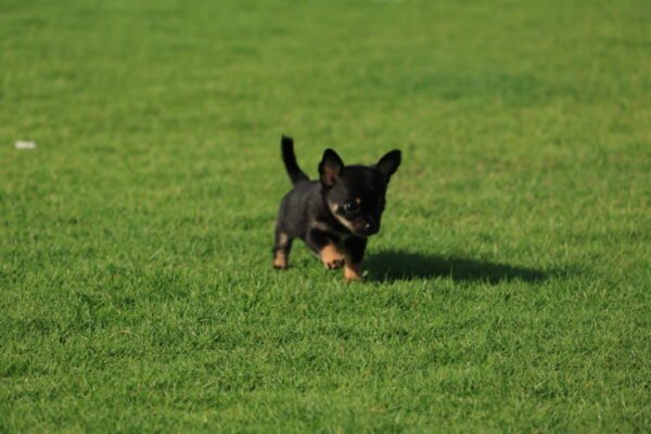 Chihuahua - Image 5