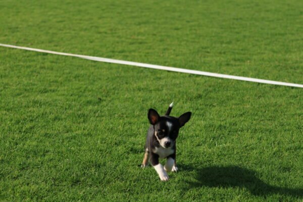 Chihuahua - Image 2