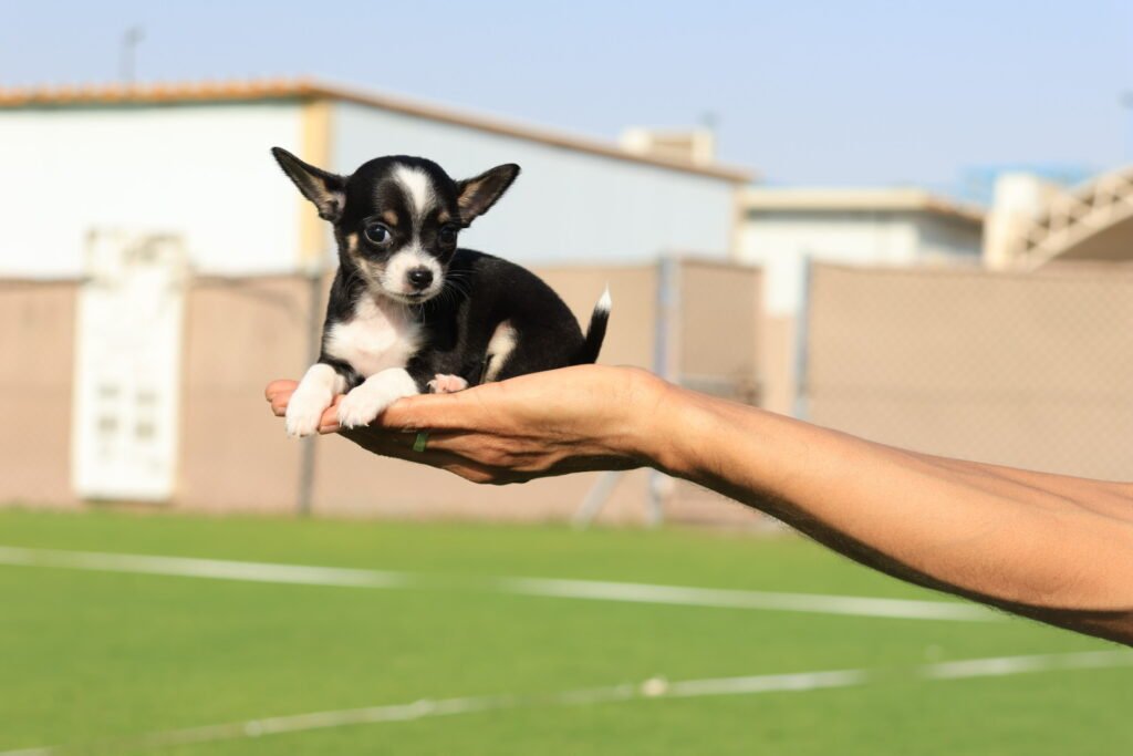 Chihuahua Puppy