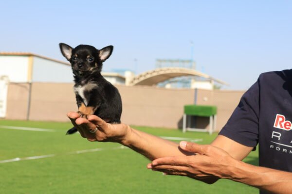 Chihuahua - Image 4