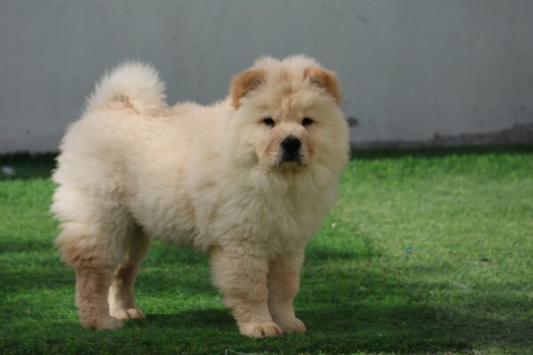 Chow Chow - Image 3