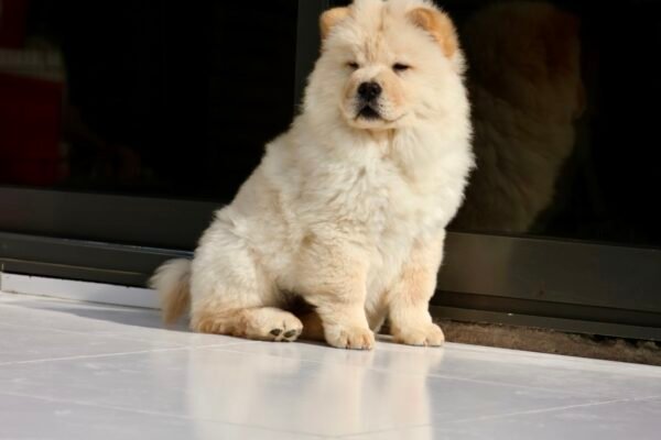 Chow Chow Puppy for Sale