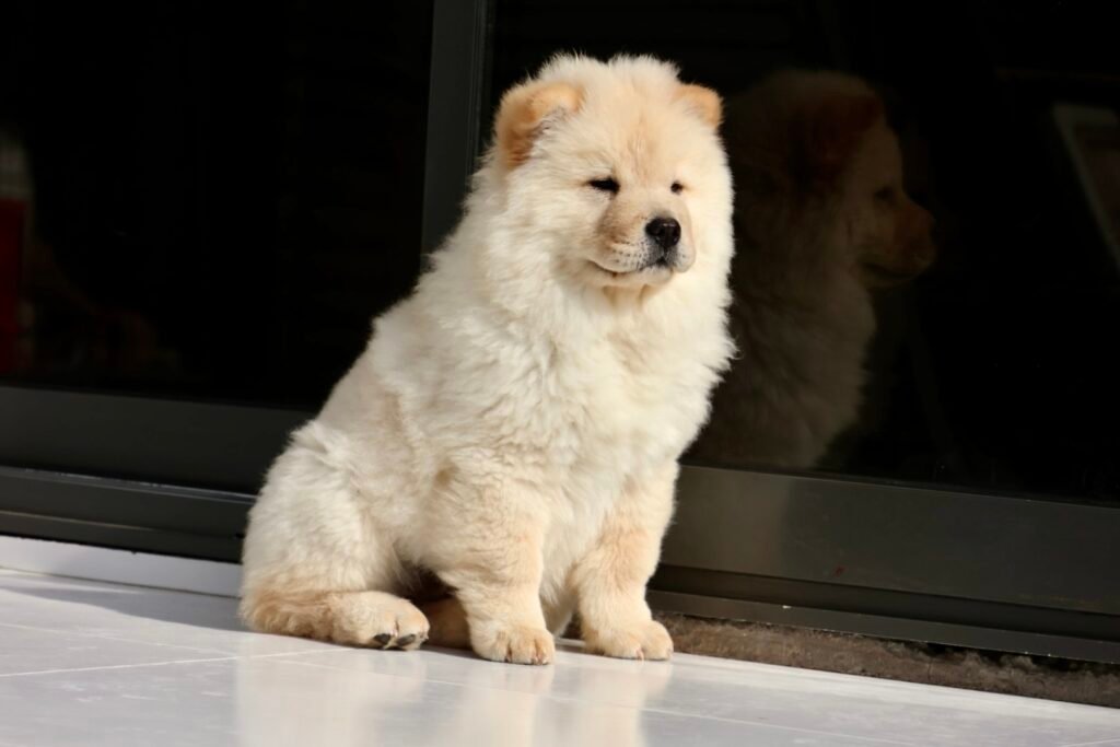 Chow Chow Puppy for Sale