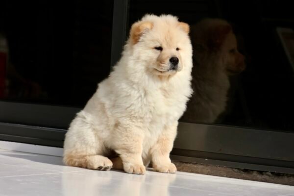 Chow Chow Puppy for Sale