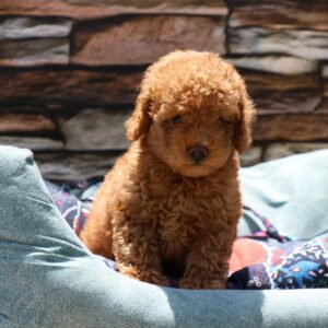 Toy Poodle Puppy for Sale