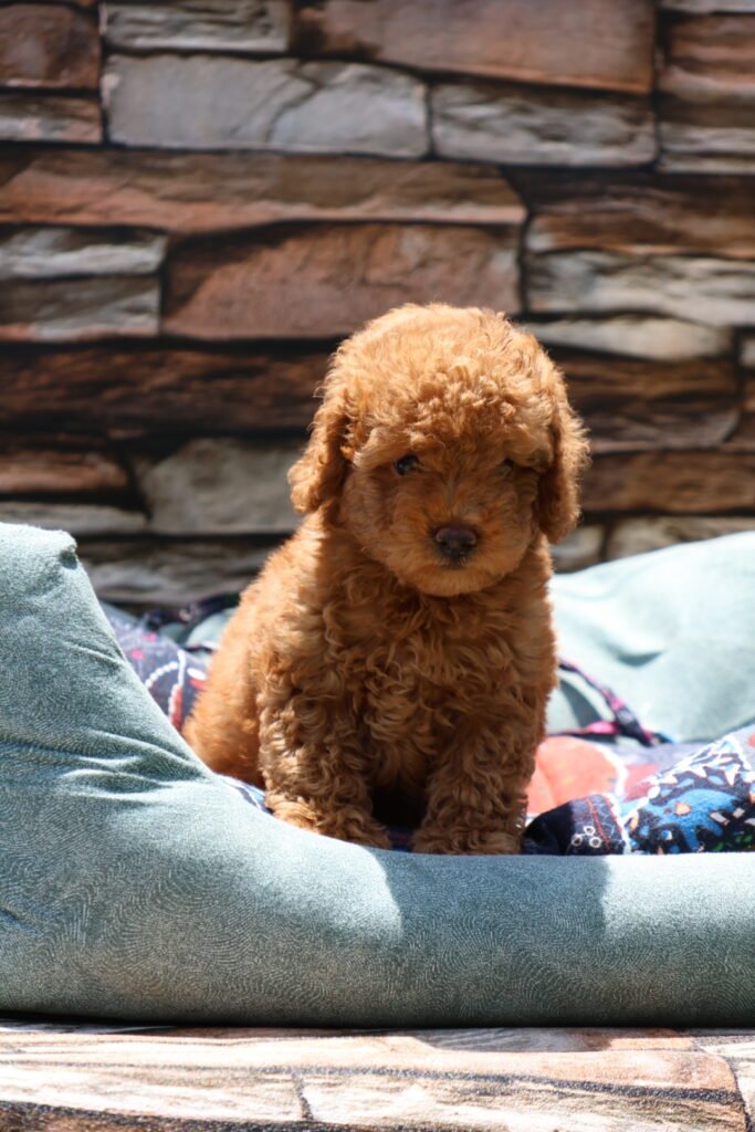 Toy Poodle Puppy for Sale