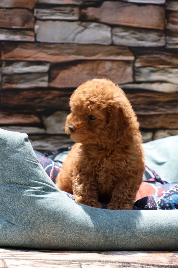 Toy Poodle - Image 2
