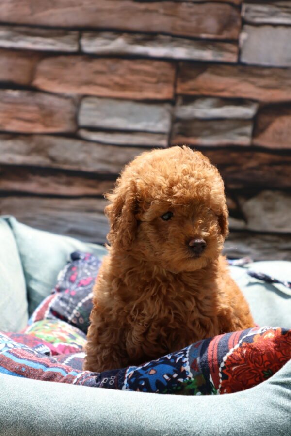Toy Poodle Puppy for Sale